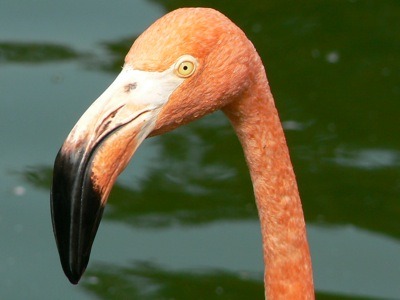 Flamingos are big ol’ pink birds. They have stupid scoop bills so they can go in and eat all t