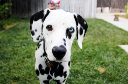 tbh-awkward: mac4roni:  cherry-b3rry:  peasantstreet:  can i take you home?  HIS NOSE LOOKS LIKE A HEART  Queued! dont hate, just delete.  AW HIS EYES ARE DIFFERENT COLORS 