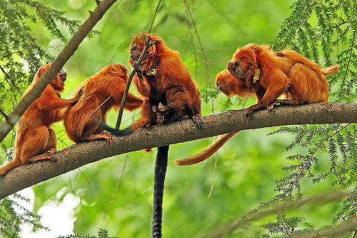 Golden lion tamarins are fabulous little monkeys. See those tails? Those don&rsquo;t even do&nbs