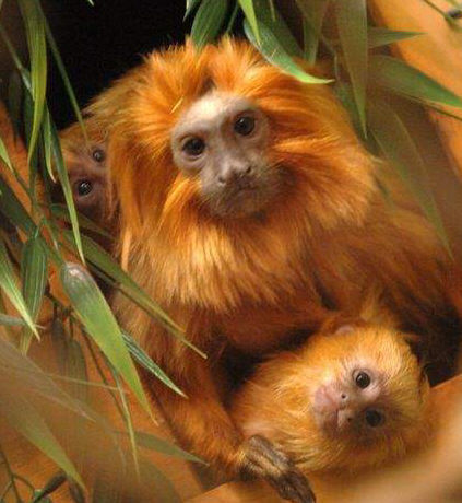 Golden lion tamarins are fabulous little monkeys. See those tails? Those don&rsquo;t even do&nbs