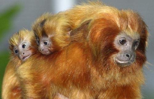 Golden lion tamarins are fabulous little monkeys. See those tails? Those don&rsquo;t even do&nbs