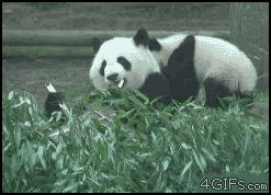 vividreno-anon:  kittenkaulitz:  Panda gif  talking about kung fu panda… here it