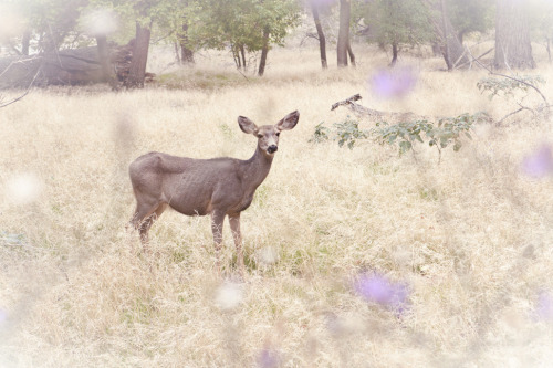 Porn Deer in Zion National Park, Utah, taken by photos