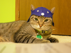 nicodoll:  i made a nepeta hat for my cat