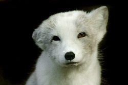 foxograph:  Arctic Beauty (by Roeselien Raimond)  gorgeous.