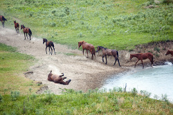 equusmysterious:  Horses (by Arman_Zhenikeyev)