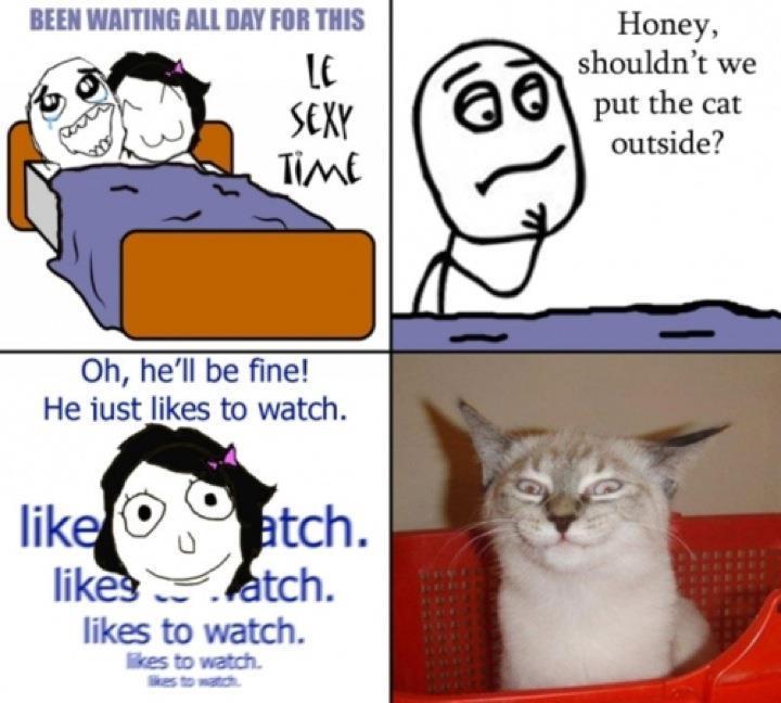 savvy-mate:
“youwishbro:
“LOL….
”
Omg that cat’s face”