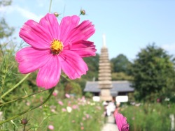 narashikabane:  観光客の振りして、コスモスを撮ってみた。 #nara コンデジで適当に撮影しただけでも、綺麗だと思った瞬間をおさめられるのは嬉しい気分。 デジイチがまた欲しくなる。ミラーレス一眼でも買おうか。