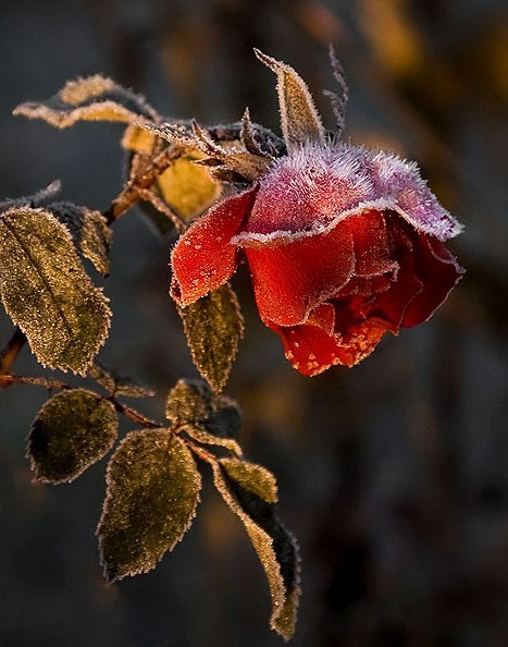 paintswithwords:  the rose you planted ~ in my soul ~ is withering away ~ from the