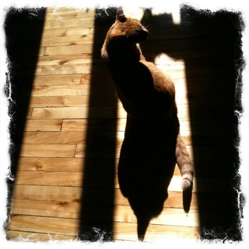 Cat finds sun. Cat likes sun. Cat licks himself in sun. Cat is happy. #gingercats (Taken with instagram)