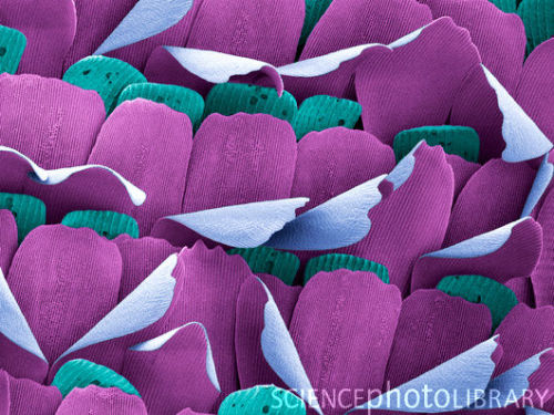 micro-scopic: Coloured scanning electron micrograph (SEM) of scales on a small blue butterfly (Cupid