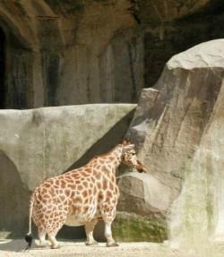 thecrazyfilipino:  A midget obese giraffe