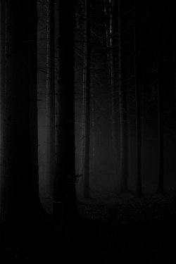 ominousplaces:  Phantom Forest. By Husvik.