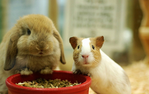 cavyaday:  Bunday snacktime!  Awww!