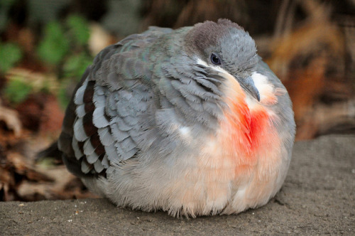 i-forgot-you-were-even-here:fat-birds:Bleeding Heart Pigeon by trrhodes on Flickr.I want to be this 