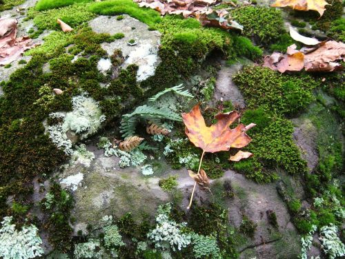 geopsych:Fern, moss, leaves, lichen, stone.