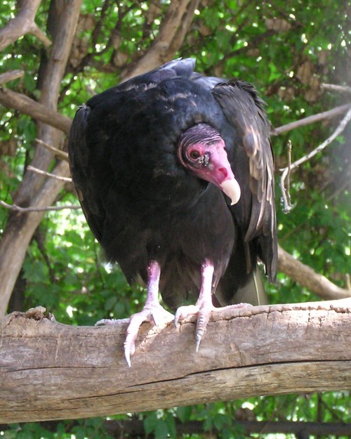 Turkey vultures are known for having bald red heads and bad posture. They’re bald for the same