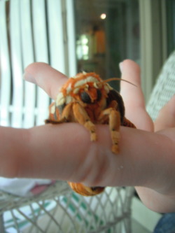 blizooka:  superhappy:  catbluhblog:  mrseathing:  an acid-green spiny horned caterpillar roughly the size of a cigar turns into THIS THING it’s wings aren’t spread out in these photos but the wingspan’s about 7 inches holding this lovely moth