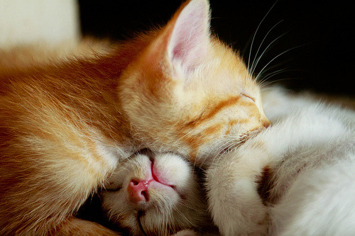 got kittens in paris and they suffer from realness
