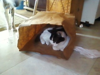 getoutoftherecat:  what is going on here cat. how did you even get in here? you’re