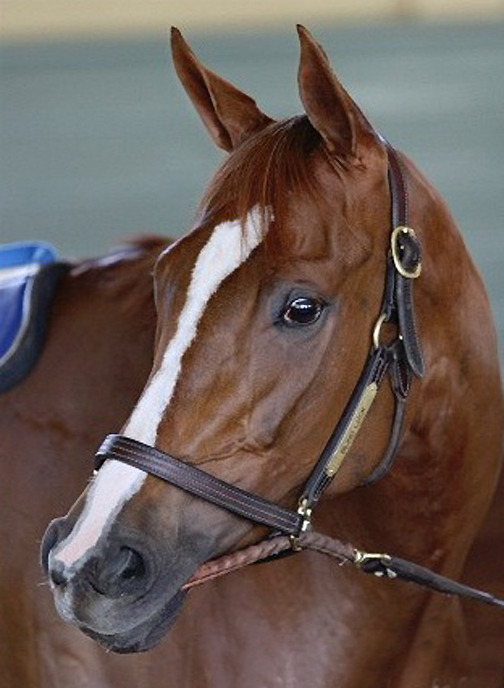 Save your pennies!: Blind Luck is the latest hot lot being offered for sale at Keeneland November as Hip #210. (Details incoming)