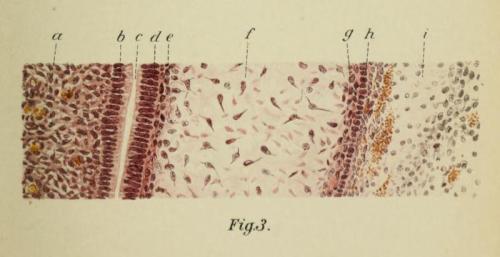 biomedicalephemera: Cross-section of a human tooth-germ You can see all the layers of the developing