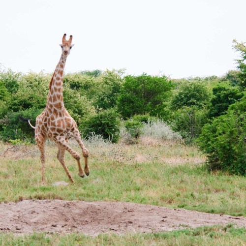 If a giraffe isn’t standing perfectly still or lovingly nuzzling it’s calf, it is guaran