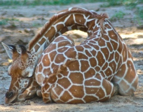 If a giraffe isn’t standing perfectly still or lovingly nuzzling it’s calf, it is guaran