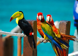 cruisingthesites:  You have to follow this blog, it’s amazing  Toucan.