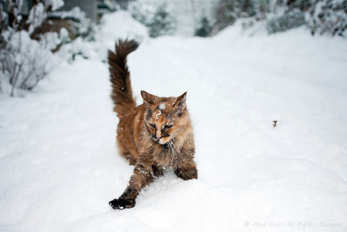 Kitty in the Snow by Mark Klotz on Flickr.