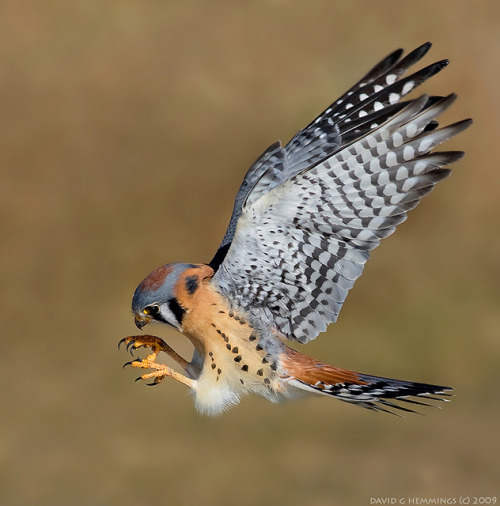 birdblog:American Kestrel 1 by Nature’s Photo Adventures - David G Hemmings on Flickr.