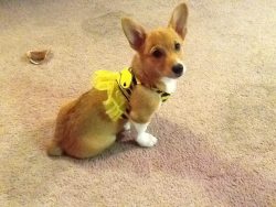 Corgiaddict:  Little Miss Moxie Daisy, Soon To Be Moxie Bee. Submitted By Zombiemoxie.