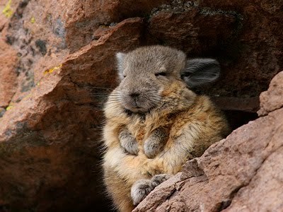 star-anise:sheepscot:meme4u:they look so wise sitting on top of the mountainImportant Vizcacha Updat