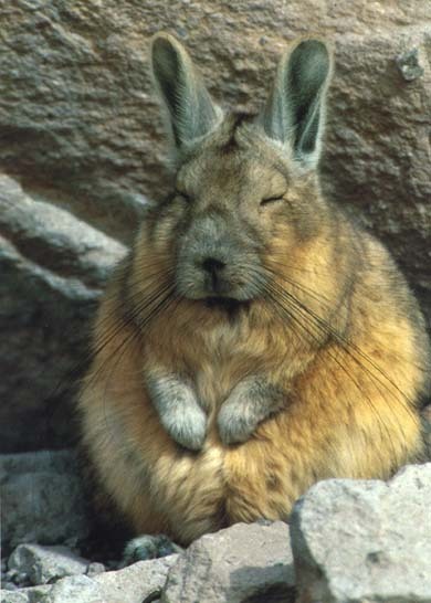 star-anise:sheepscot:meme4u:they look so wise sitting on top of the mountainImportant Vizcacha Updat