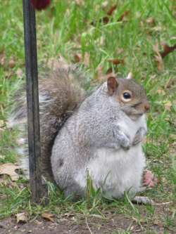 Fat-Animals:  A Squirrel That Is Fat.  Lovely Fat Squirrel