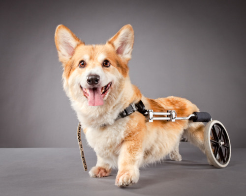 ianbrooks:Pets with Disabilities by Carli DavidsonCarli wanted “to create a project 