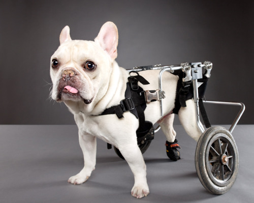 ianbrooks:Pets with Disabilities by Carli DavidsonCarli wanted “to create a project 