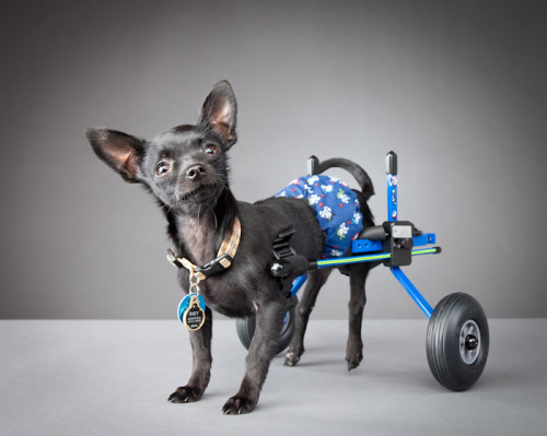 ianbrooks:Pets with Disabilities by Carli DavidsonCarli wanted “to create a project 