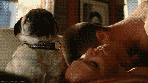 tatiialmeidaa:  oisouciumenta:  Cachorro: To vendo nada, e tal.  taaaaaaaaaaaaaaaaadinho UHSUAHDUHAU /MORRI 