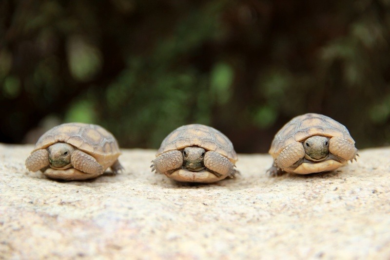 clancymask:  I want to kill people that don’t think turtle are so fucking cute.