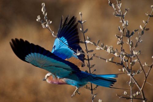 Lilac-breasted Roller by *Jaap-Schouten