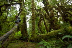 Matthew climbing trees in the Hoh Rainforest