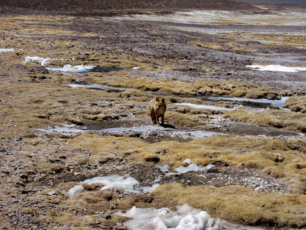 portenos:  Cuyo (3) : la Laguna Brava. Rien que la route qui y mène est un enchantement :