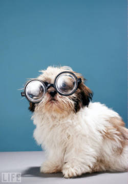 life:  Man’s best (four-eyed) friend — Dogs Wearing Glasses