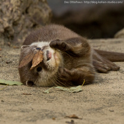 dailyotter:  Via Das Otterhaus 