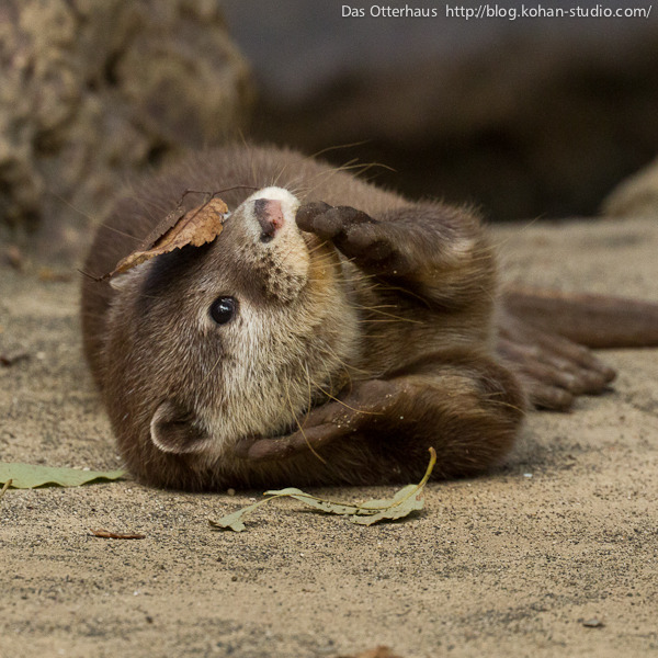 dailyotter:  Via Das Otterhaus 