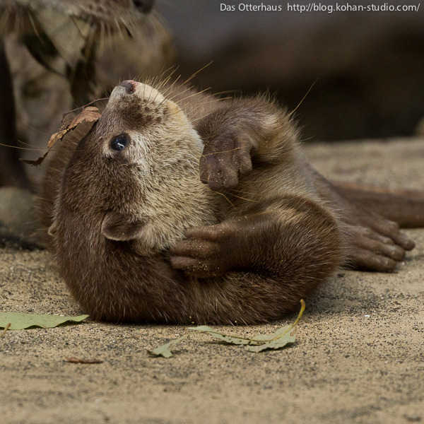 dailyotter:  Via Das Otterhaus 