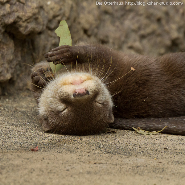 dailyotter:  Via Das Otterhaus 