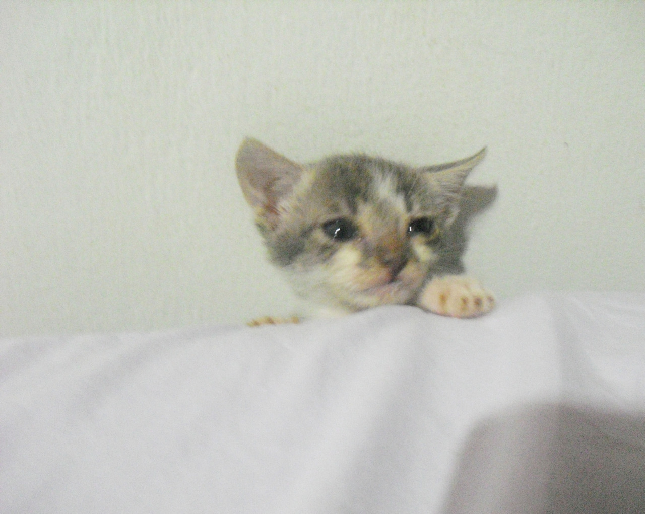  Apresento a vocês o Kato!  
