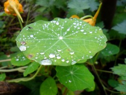 lindtbarton:  Day 31, 11th October Rain droplets